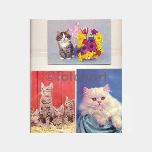 34 Adet Kedi Kartpostalı