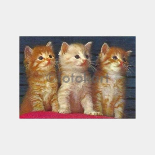 Üç Yavru Kedi Kartpostal