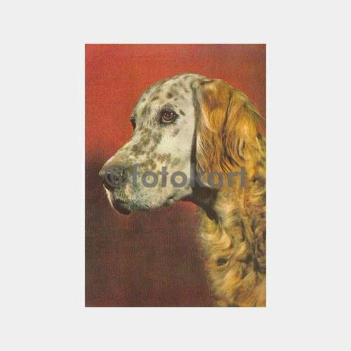 Avcı Köpek Kartpostal