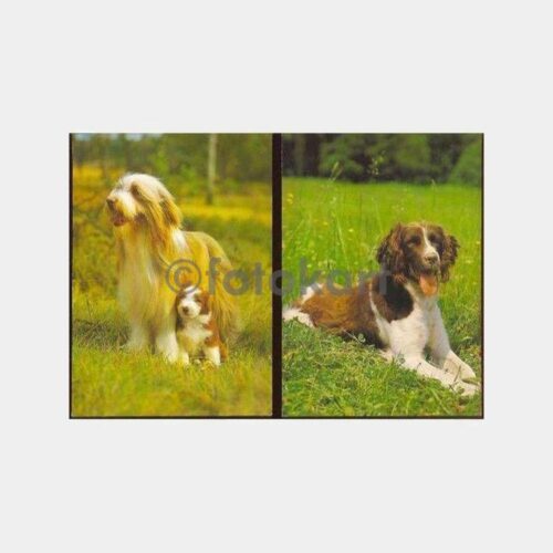 İki Adet Cins Köpek Kartpostalı