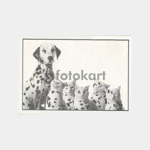 Dalmaçyalı Bir Köpek ve Dört Kedi Kartpostal