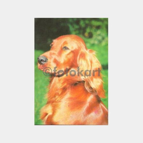 Golden Retriever Köpek Konulu Kartpostal