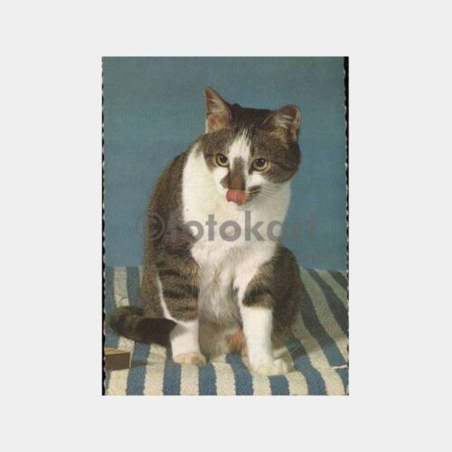 Kedi Konulu Yabancı Baskı Kartpostal