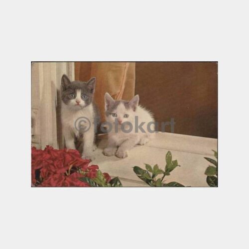 Kedi Konulu Yabancı Baskı Kartpostal