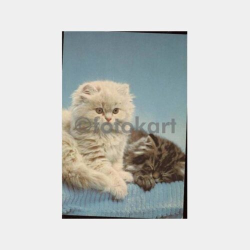 Kedi Konulu Yabancı Baskı Kartpostal - Görsel 2