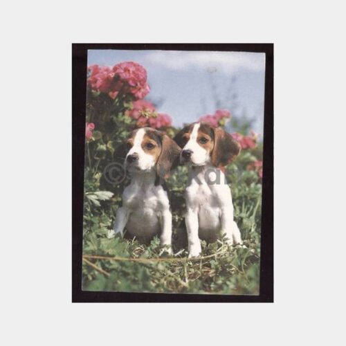 Güzel Köpekler Konulu Kartpostal