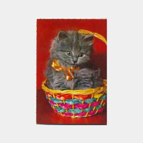 Sepette Şirin Yavru Kedi Kartpostal