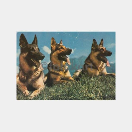 Av ve Avcılık Kurt Köpekleri Kartpostal