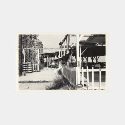 Av ve Avcılık Kurt Köpek Kartpostal