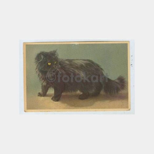 1950 Siyah Kedi Konulu Yabancı Kartpostal