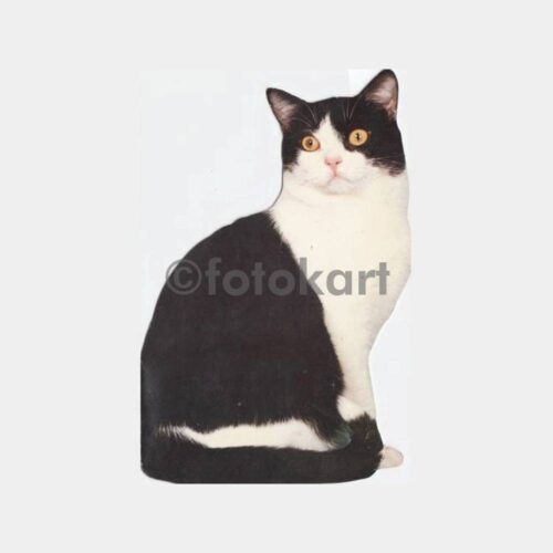 Kedi Konulu Tebrik Kartları