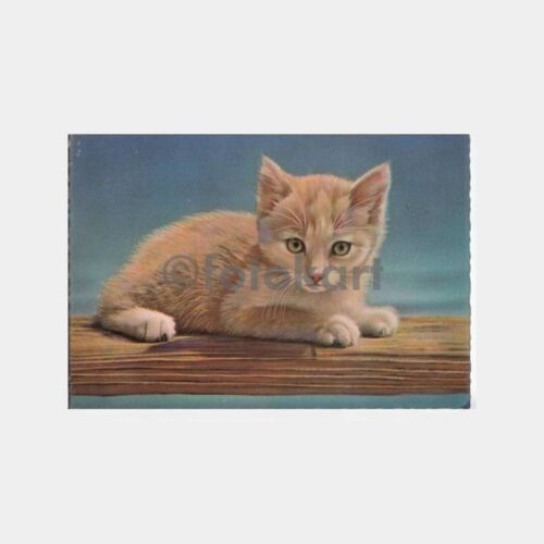 1960 Avusturya Kedi Konulu Damgalı Kartpostal