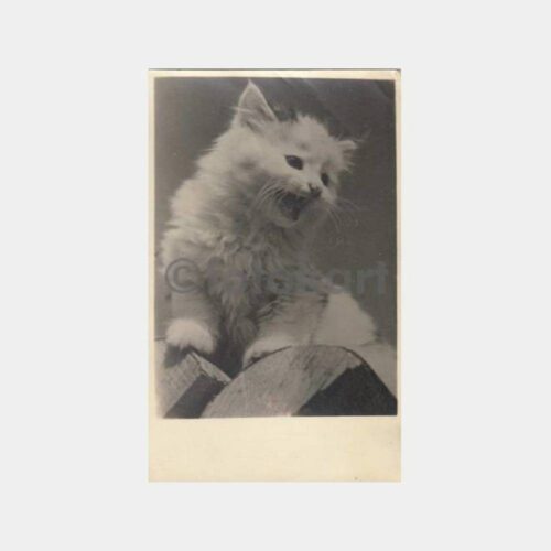 Kedi Konulu Fotoğraf