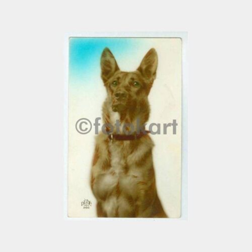 1950 Fransa Avcılık Kurt Köpek Kartpostal