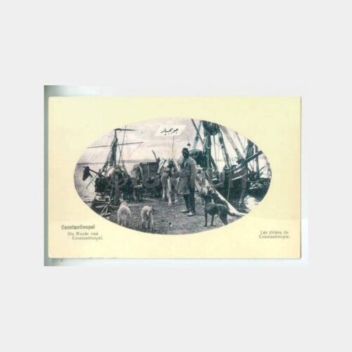 1920 Mavna Önünde Köpekler Görünüş Kartpostal