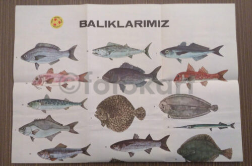 Balıklarımız 4