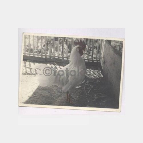 1940 Denizli Horozu Konulu Fotoğraf