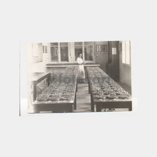 1936 Yalova Kültür Bitkileri Görünüş Fotoğraf