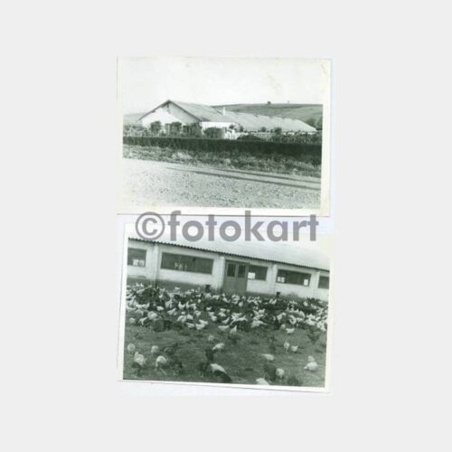1950 Yalova Devlet Üretme Çiftliği Fotoğraflar - Görsel 4