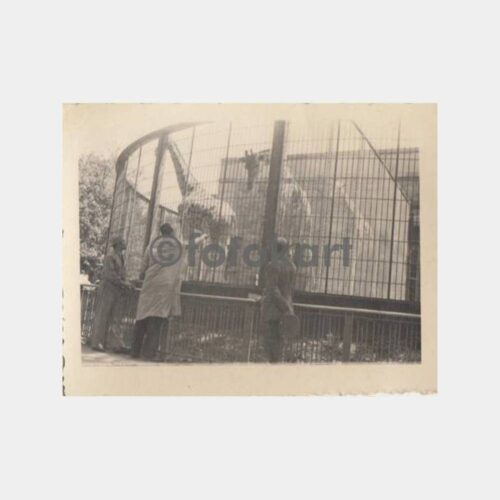 Hayvanat Bahçesinde Zürafalar Görünüş Fotoğraf