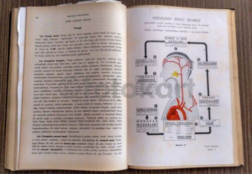 Tenasül Hayatımız - Dr. Fritz Kahn - Görsel 3