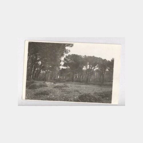 Küçük Çamlıca Suphi Paşa Korusu Görünüş Fotoğraf