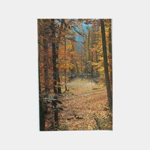 1970 Bolu Yedigöller Ormanı Görünüş Kartpostal