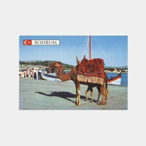 Bodrum Sahilde Develer Görünüş Kartpostal