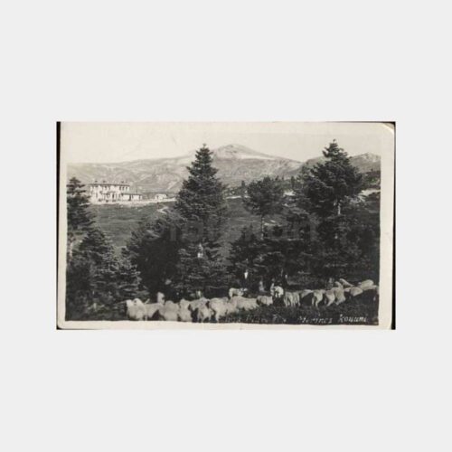 Bursa Uludağ Merinos Koyunu Fotokart