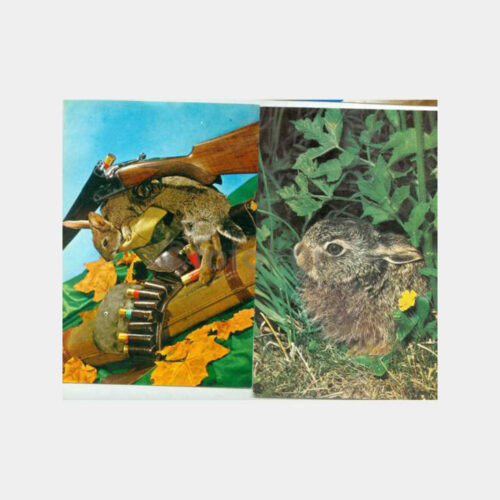 Av ve Avcılık - Tavşan Konulu 3 Adet Kartpostal