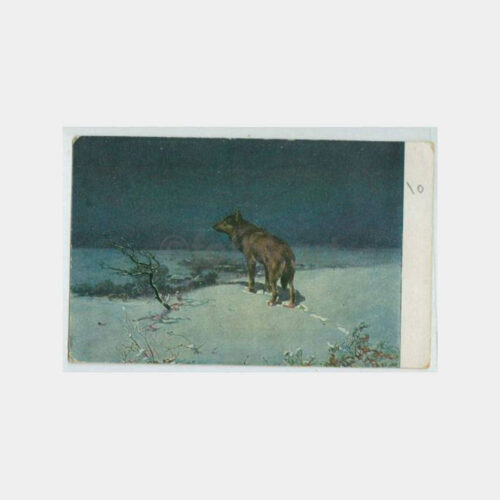1930 Av ve Avcılık Konulu -Kurt- Kartpostal
