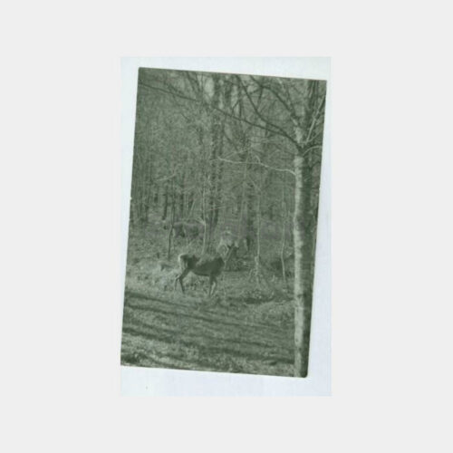 1960 Av ve Avcılık Konulu -Karaca- Kartpostal