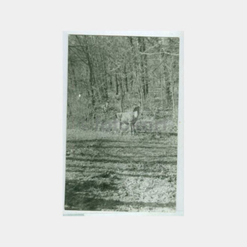 1960 Av ve Avcılık Konulu -Karaca- Kartpostal