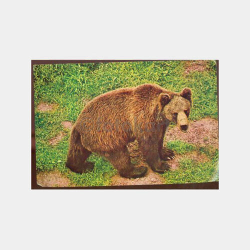 Av ve Avcılık -Boz Ayı- Konulu Kartpostal