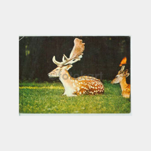 Av ve Avcılık -Alageyik- Konulu Kartpostal
