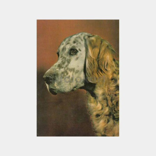 Av ve Avcılık -Av Köpeği- Konulu Kartpostal