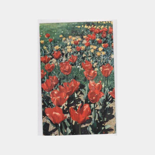 1964 Emirgan Laleleri -Doğan Kardeş- Kartpostal