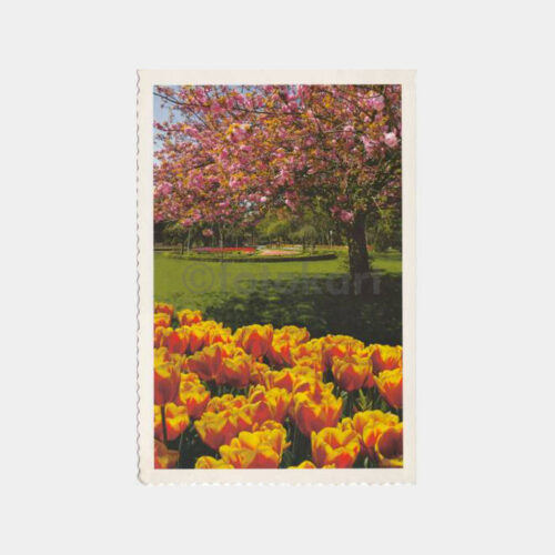 1999 Emirgan Parkı - Laleler Konulu Kartpostal