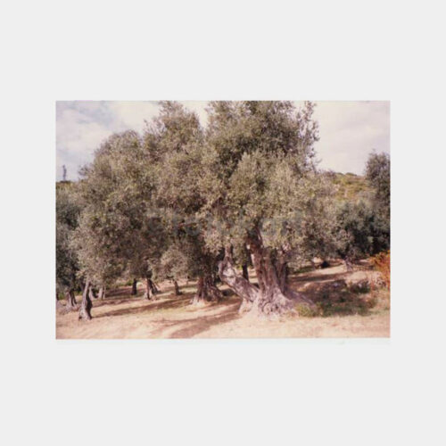 1980 Gemlik Zeytin Ağacı Konulu Fotoğraf