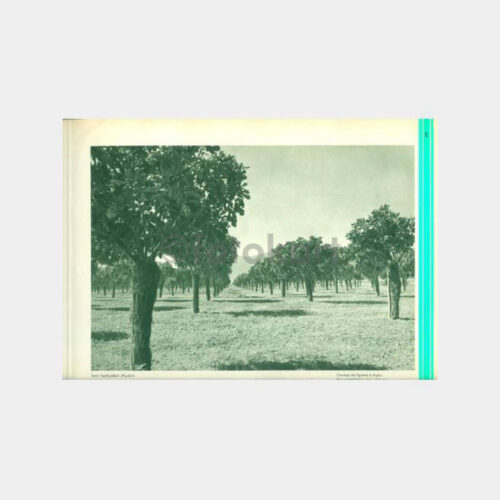 1934 Aydın İncir Ağacı - Basın Yayın Albümü Resim