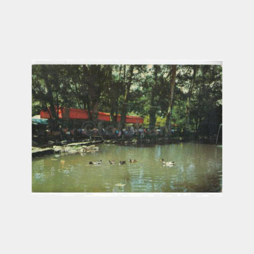 1975 Ankara Kuğulu Park Konulu Kartpostal