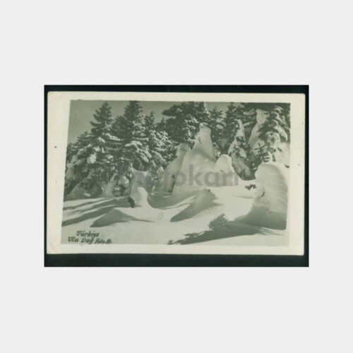 1940 Uludağ Karlar Altında Ağaçlar Fotoğraf