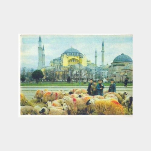 Sultanahmet Kurbanlık Koyunlar Görünüş Kartpostal
