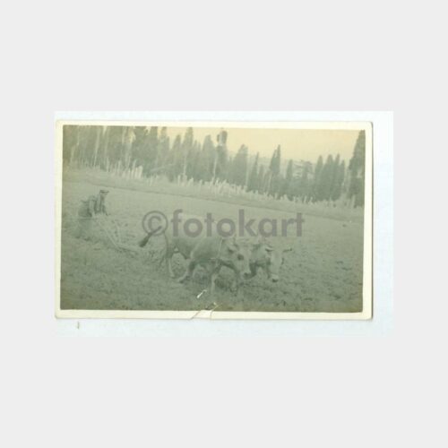 1937 Boğaziçi Beylerbeyi Sırtları Fotoğraf