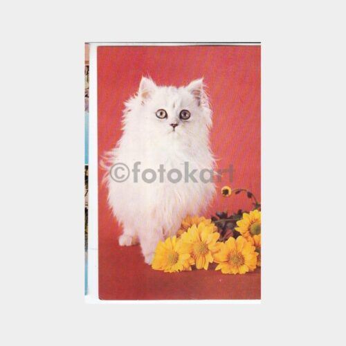 1981 Kedi Konulu Kartpostal