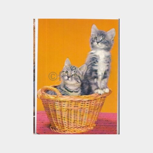 1981 Kedi Konulu Kartpostal