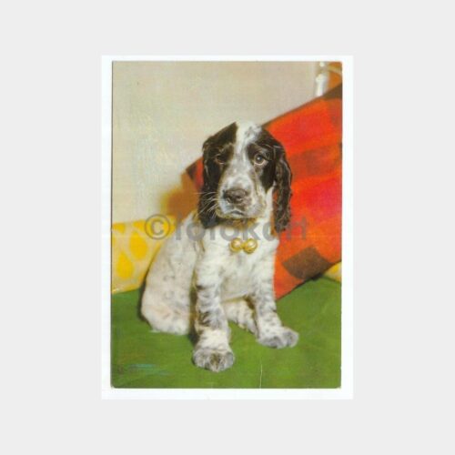 1981 Köpek Konulu Kartpostal