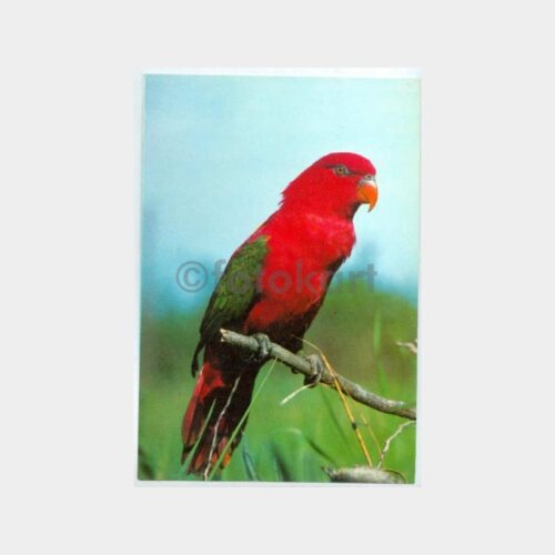 Papağan Kuşu Konulu Kartpostal
