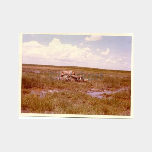 1973 Safari - Av ve Avcılık Konulu 3 Adet Fotoğraf - Görsel 3