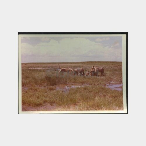 1973 Safari - Av ve Avcılık Konulu 3 Adet Fotoğraf - Görsel 2